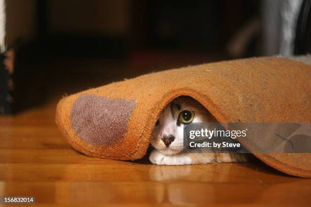 Cat Under Carpet Photos and Premium High Res Pictures - Getty Images