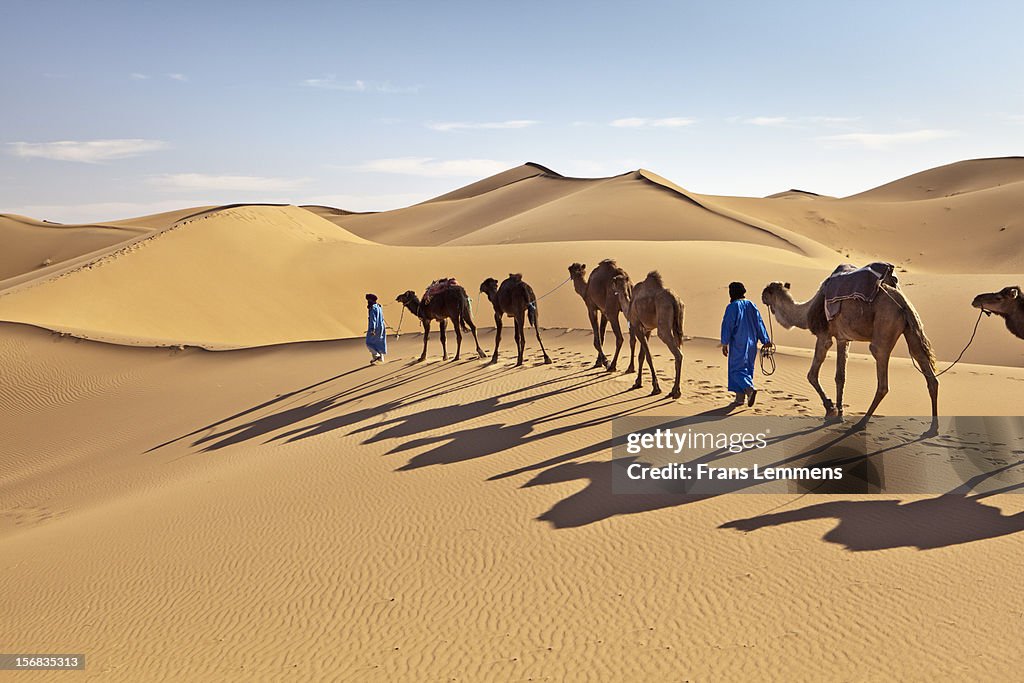 Morocco, Erg Chigaga sand dunes, camel caravan