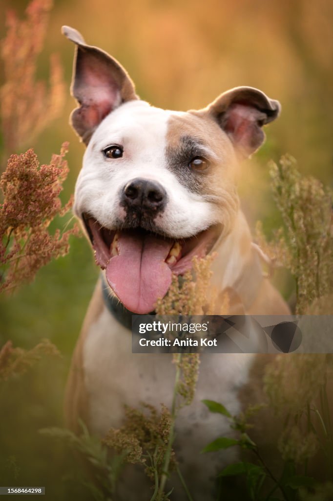 Portrait of an American Staffordshire Terrier Dog