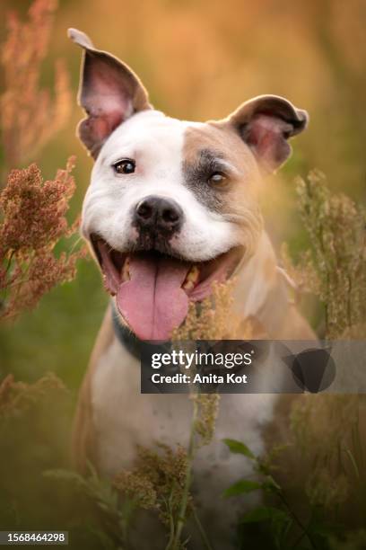 portrait of an american staffordshire terrier dog - anita stock pictures, royalty-free photos & images