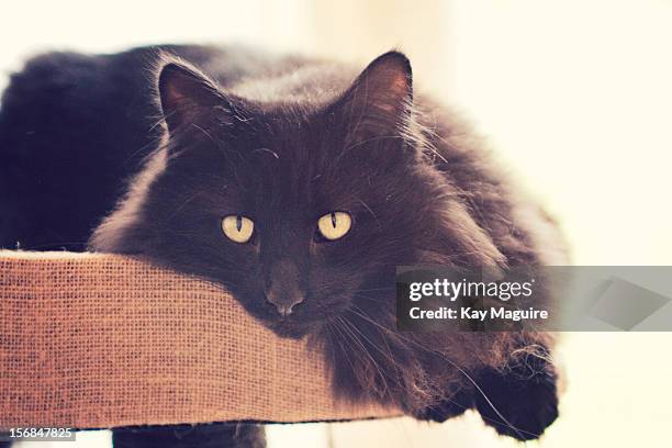 close up of long haired black cat - black long haired cat photos et images de collection
