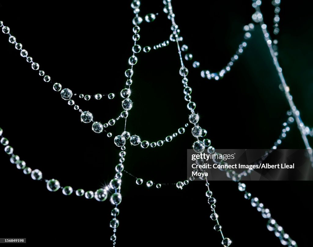 SEM Micrograph of beads of dew on spider web