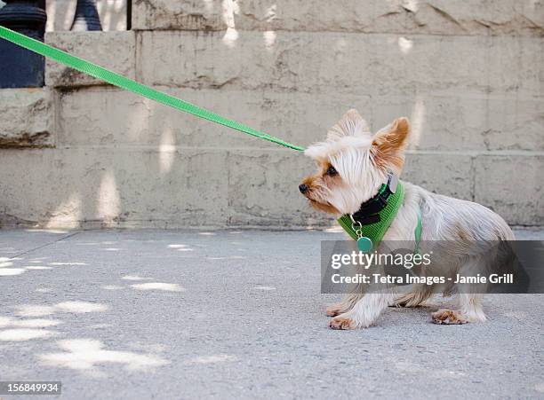 usa, new york state, new york city, brooklyn, yorkshire terrier pulling its leash - leash stock pictures, royalty-free photos & images
