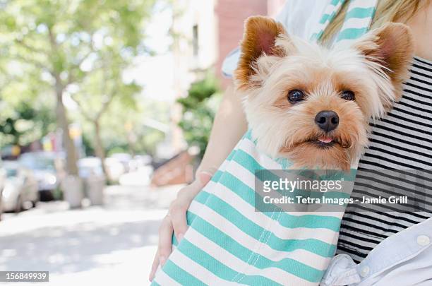 usa, new york state, new york city, brooklyn, woman carrying yorkshire terrier - yorkshire terrier - fotografias e filmes do acervo