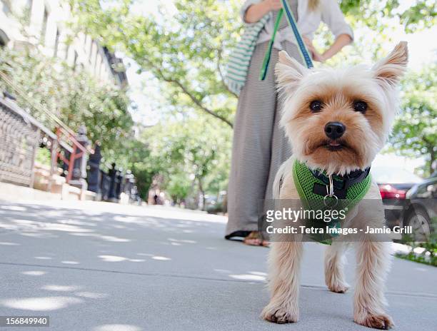 usa, new york state, new york city, brooklyn, woman walking with yorkshire terrier - terrier du yorkshire photos et images de collection