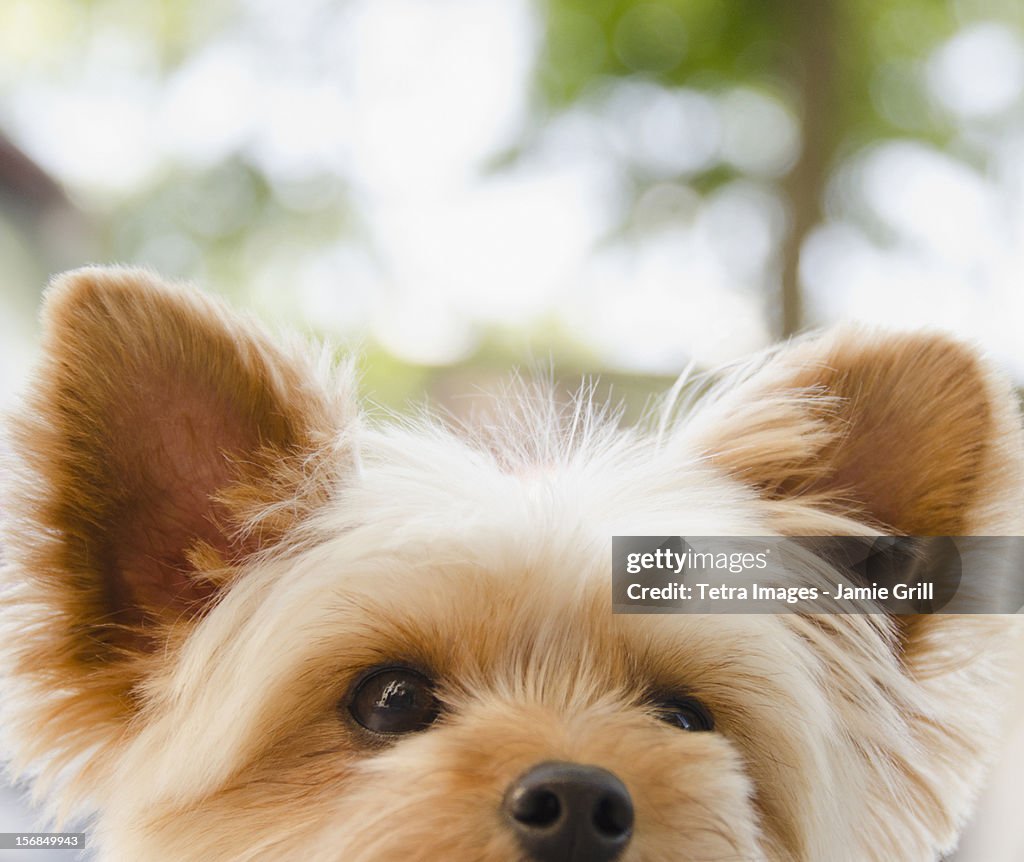 USA, New York State, New York City, Brooklyn, Portrait of Yorkshire terrier