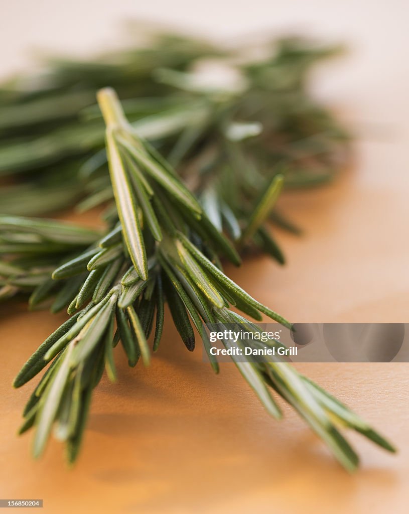 Studio shot of rosemary