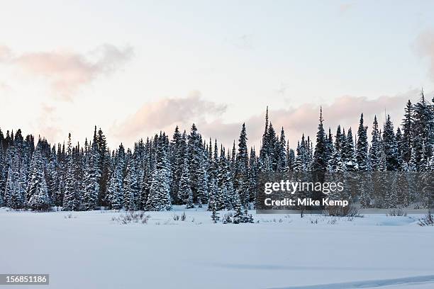 usa, utah, big cottonwood canyon, evergreen trees in snowy, winter scene - wasatch mountains stock pictures, royalty-free photos & images