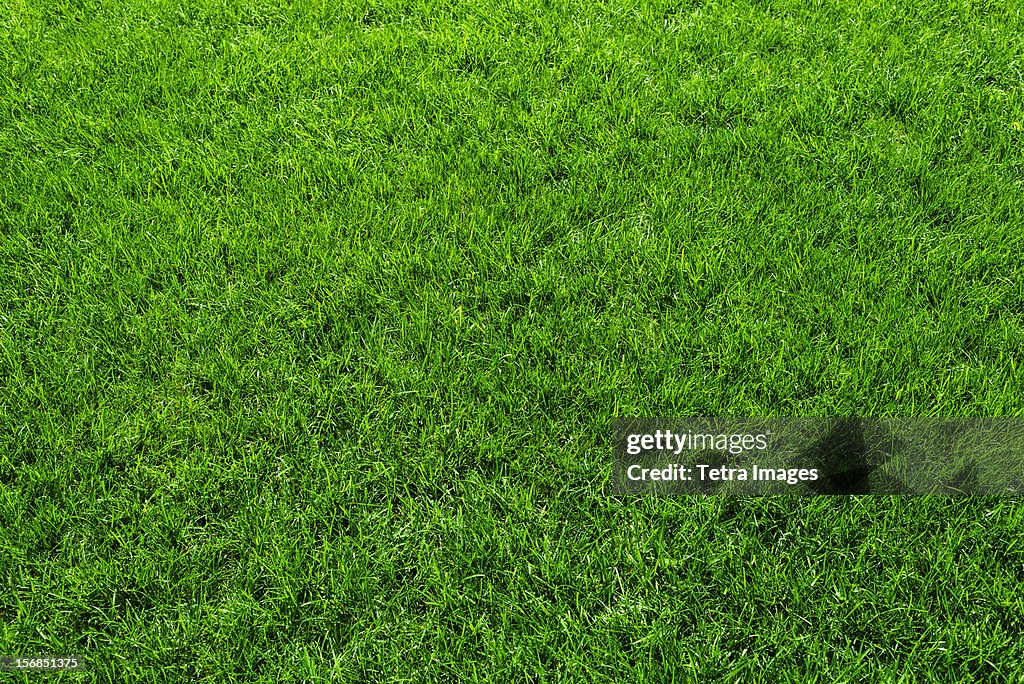 Green grass