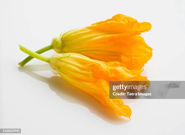 zucchini blossoms on white background, studio shot - courgette stock pictures, royalty-free photos & images