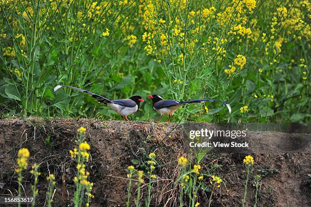 Redbilled Blue Magpie , Photo