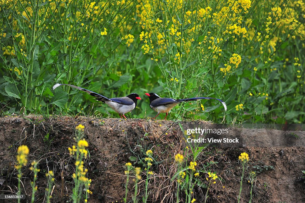 Red-billed Blue Magpie (Urocissa erythrorhyncha)