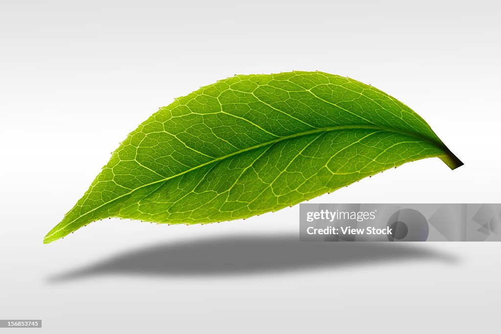 Digital composite of greenn leaf