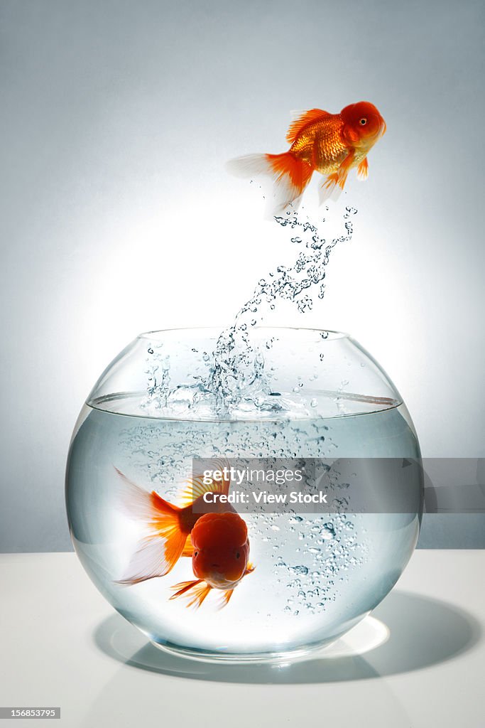 Digital composite of gold fish and tank