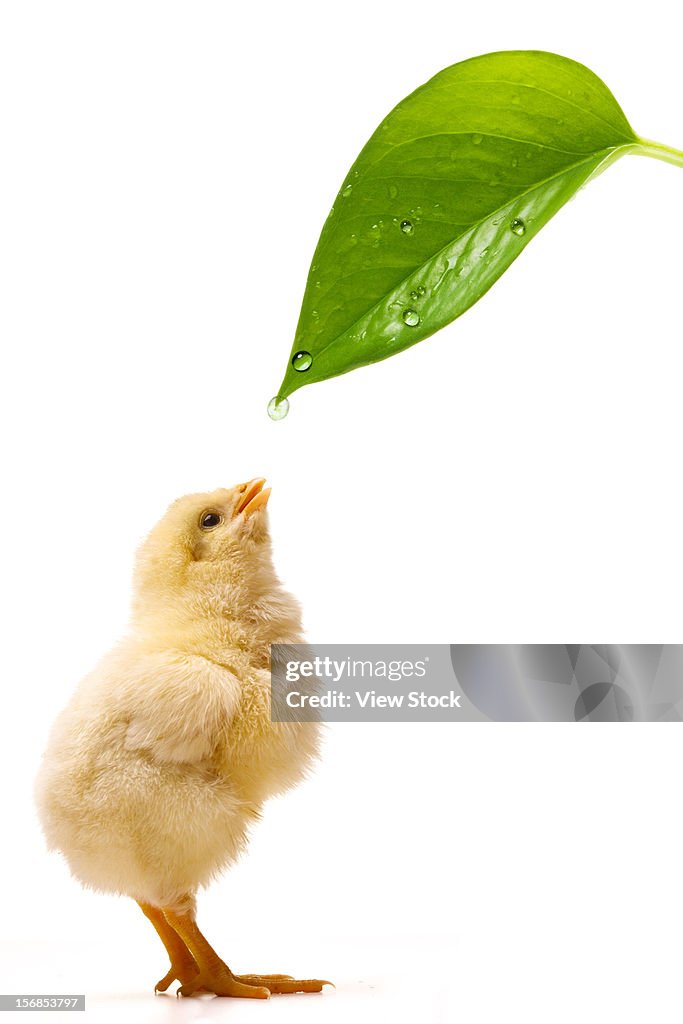 Digital composite of Fellow chick and greenn leaf