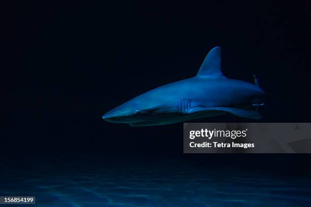 2,507 Nocturnal Sea Creatures Photos and Premium High Res Pictures - Getty Images 2,507 Nocturnal Sea Creatures Photos and Premium High Res Pictures - Getty Images