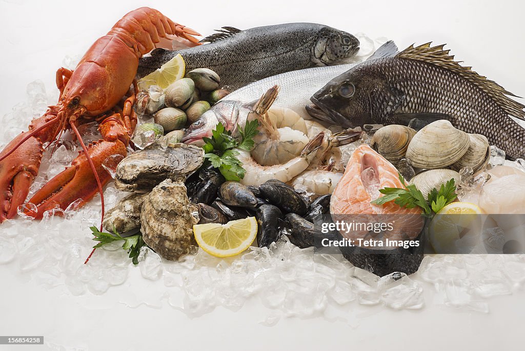 Choice of seafood, Studio shot