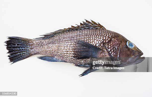 bass fish, studio shot - dead fish stock pictures, royalty-free photos & images