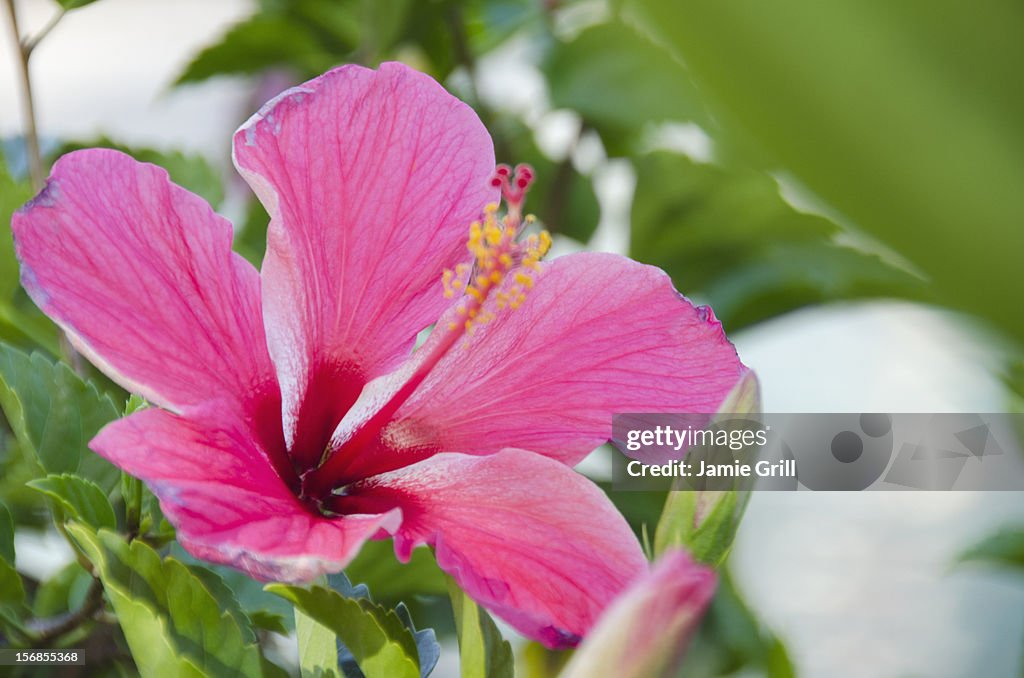 USA, Hawaii, Kauai, Close-up of pink hibiscus