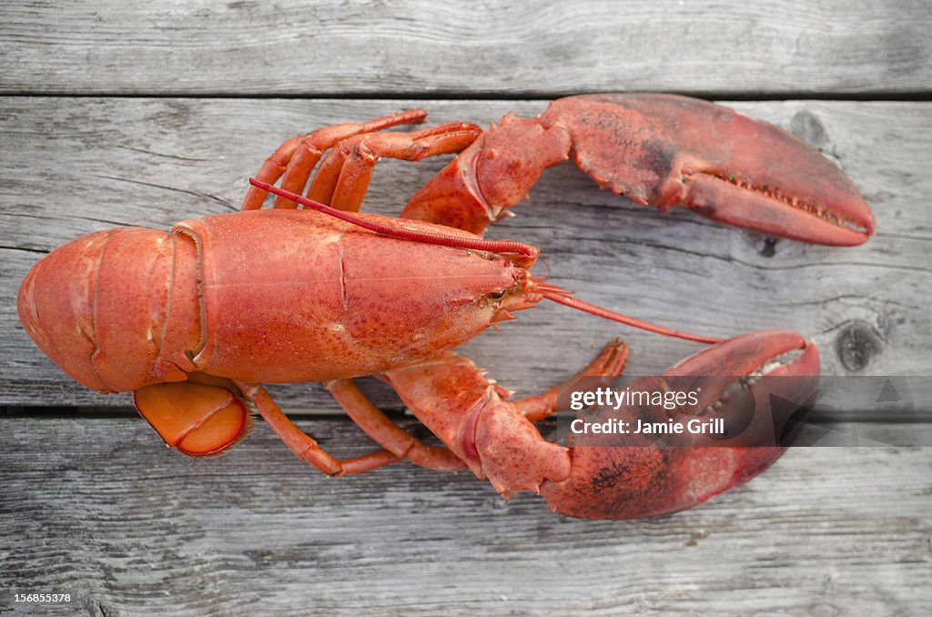 USA, Massachusetts, Plymouth, Raw lobster