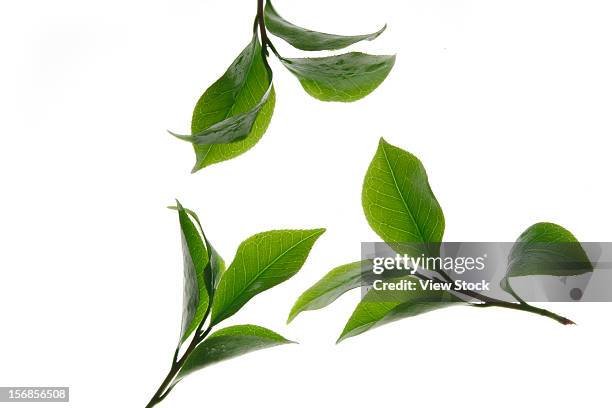 close-up of tea leaves - green tea leaves foto e immagini stock