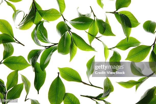 close-up of tea leaves - green tea leaves stock pictures, royalty-free photos & images