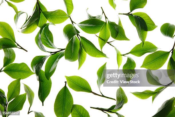 close-up of tea leaves - tea leaves 個照片及圖片檔