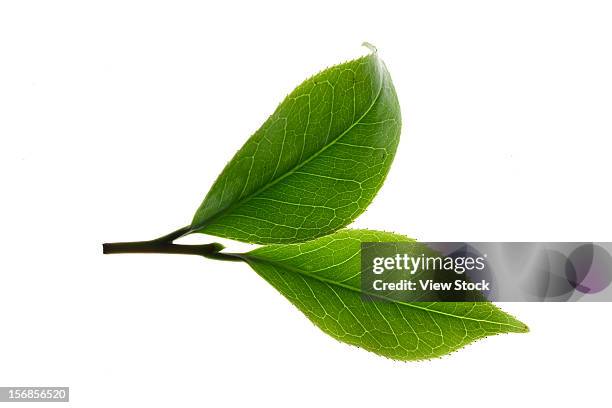 close-up of tea leaves - green tea leaves stockfoto's en -beelden