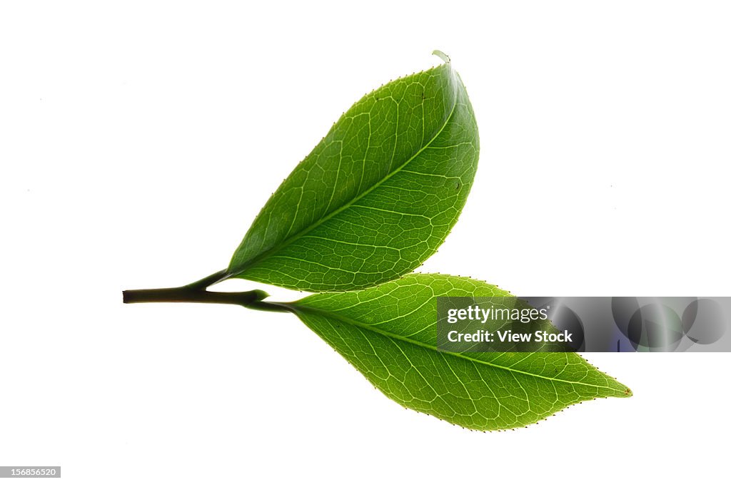 Close-up of tea leaves