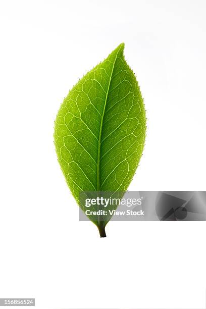 close-up of tea leaves - style studio day 1 stockfoto's en -beelden