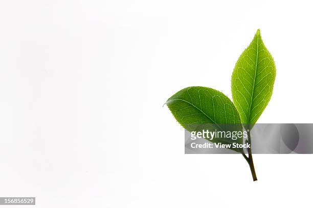 close-up of tea leaves - green tea leaves foto e immagini stock