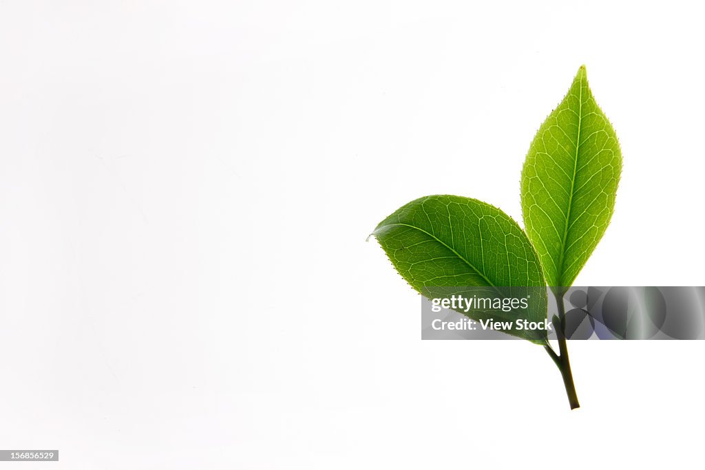 Close-up of tea leaves