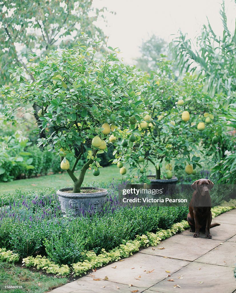 Potted citrus trees and a dog in a garden.