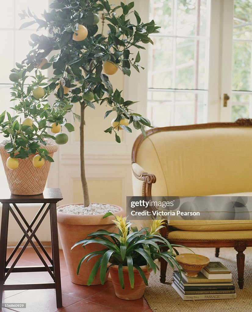 Potted lemon tree next to a settee.