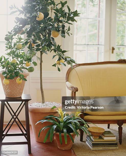 potted lemon tree next to a settee. - citrus limon foto e immagini stock