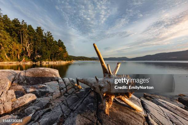 vancouver island sunset - driftwood stock pictures, royalty-free photos & images