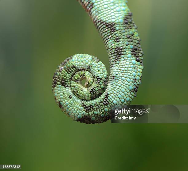 jackson's chameleon tail - chameleon stockfoto's en -beelden