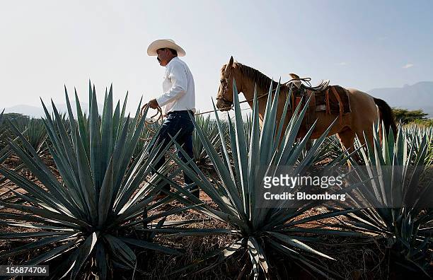 Jimador Don Ismael walks with his horse among tequila agave plants, also known as blue agave, growing in a field owned by Tequila Cuervo La Rojena...