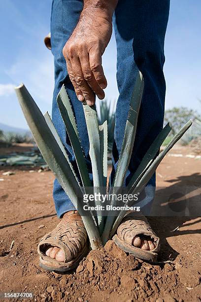 Jimador Don Ismael plants a young tequila agave plant, also known as blue agave, in a field owned by Tequila Cuervo La Rojena S.A. De C.V., maker of...