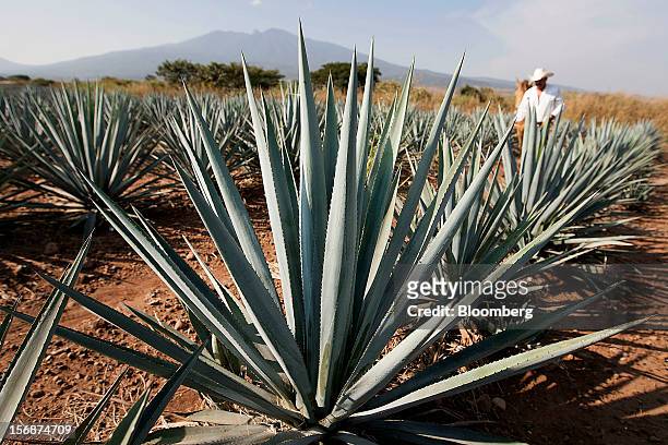 Tequila agave plants, also known as blue agave, grow in a field owned by Tequila Cuervo La Rojena S.A. De C.V., maker of Jose Cuervo, in Guadalajara,...
