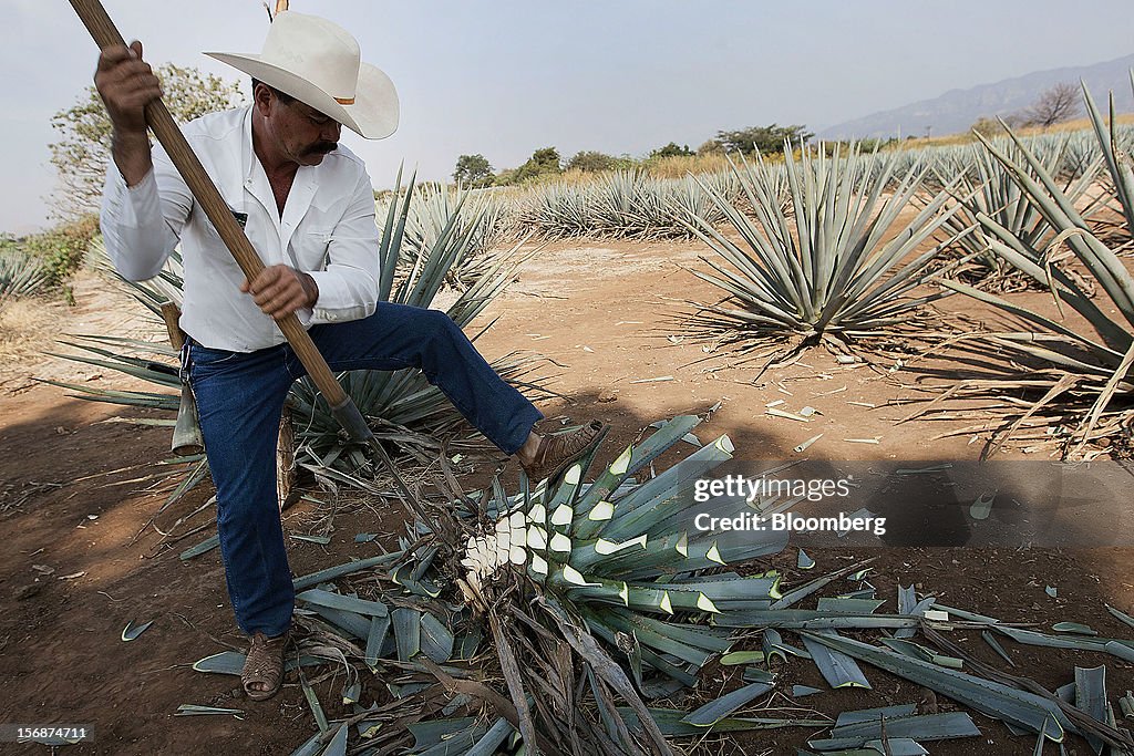 Jose Cuervo Agave Plant Harvesting and Tequila Production