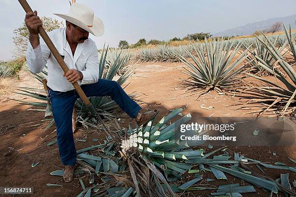 Jimador Don Ismael harvests a tequila agave plant, also known as blue agave, in a field owned by Tequila Cuervo La Rojena S.A. De C.V., maker of Jose...