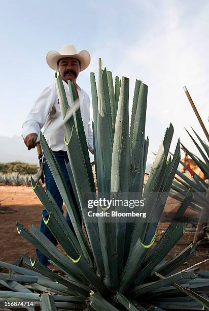 Jimador Don Ismael harvests a tequila agave plant, also known as blue agave, in a field owned by Tequila Cuervo La Rojena S.A. De C.V., maker of Jose...