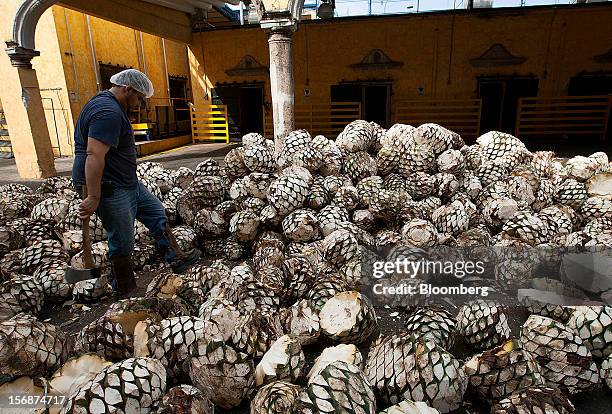 Worker prepares to move tequila agave plant cores, also known as blue agave, to be processed at the Tequila Cuervo La Rojena S.A. De C.V., maker of...