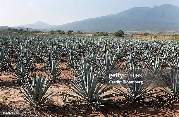 Tequila agave plants, also known as blue agave, grow in a field owned by Tequila Cuervo La Rojena S.A. De C.V., maker of Jose Cuervo, in Guadalajara,...