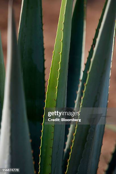 Tequila agave plant, also known as blue agave, grows in a field owned by Tequila Cuervo La Rojena S.A. De C.V., maker of Jose Cuervo, in Guadalajara,...