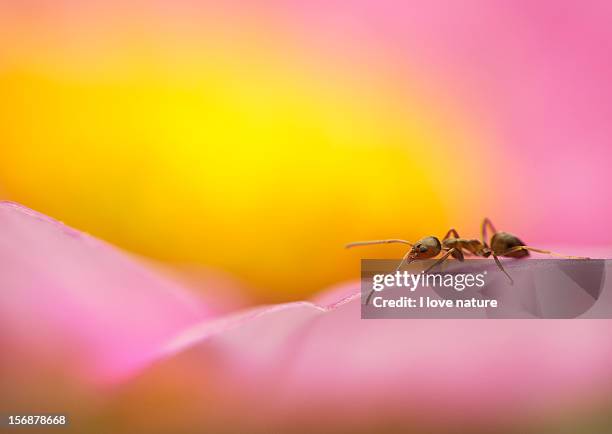 ant in paradise - hormiga - hormiga stock pictures, royalty-free photos & images