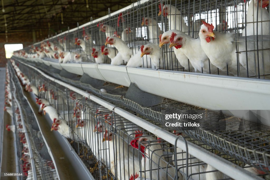 Weiße Hühner in Ställen in der Fabrik auf der Geflügelfarm