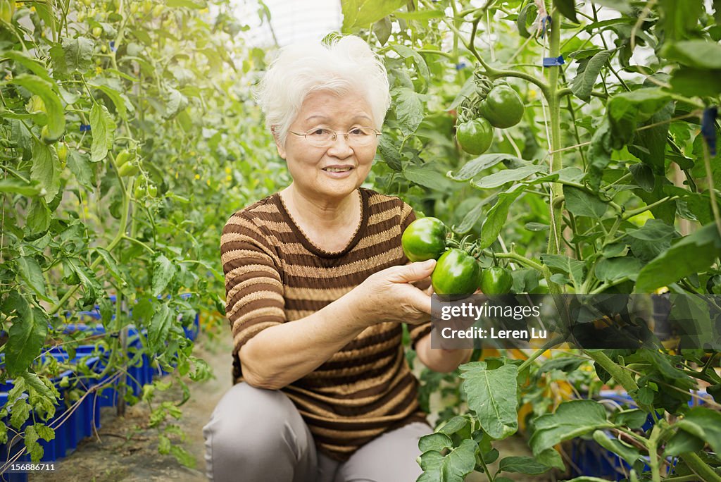Senior woman holds fresh tomatos in grren house