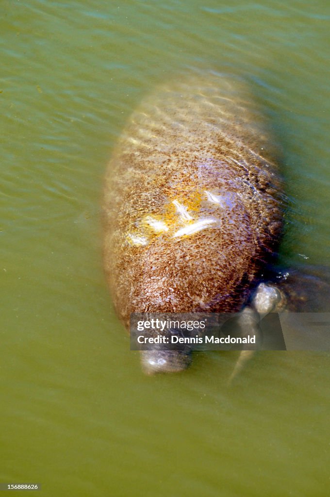 Manatee with boat injury strikes